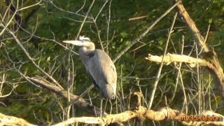 Birds at Sunset: Great Blue Heron, Cormorant, Ospreys ~ Fix &quot;yt:stretch=16:9&quot;