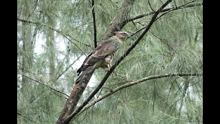 Birding in Singapore-Coney Island, Lorong Halus wetland Park. Jan 2024. Jerdon's Baza, Black Baza.