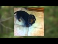 Wiener dog saves lives by fighting off bear