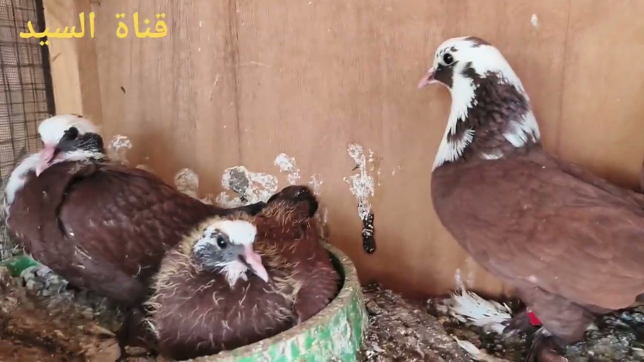 فيديو جديد ويه الدايه شوفو اشكد صار اعمار الفرخات بتاريخ 2026/2/10