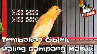 Tembakan Ciblek Sejalur Paling Gampang Masuk Bikin Kenari Di Rumah Makin Istimewa