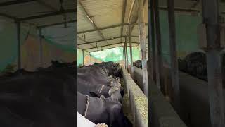 SWASTI DAIRY FARM#cow #dairyherd #dairyfarm #animals #baffalo #dairyproducts #farming