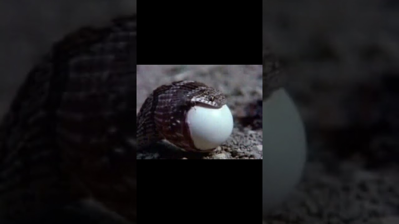 Serpent avalant un oeuf