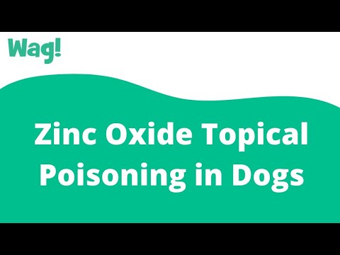 Video: Zink-toxiciteit en vergiftiging bij honden