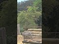 Pasaport yok, vize yok... Zebra safarisine İstanbul'da çıktım!  #animals #zebra #animalshorts