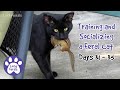 Training And Socializing A Feral Cat * Part 4 * Days 31 - 35 * Cat Video Compilation
