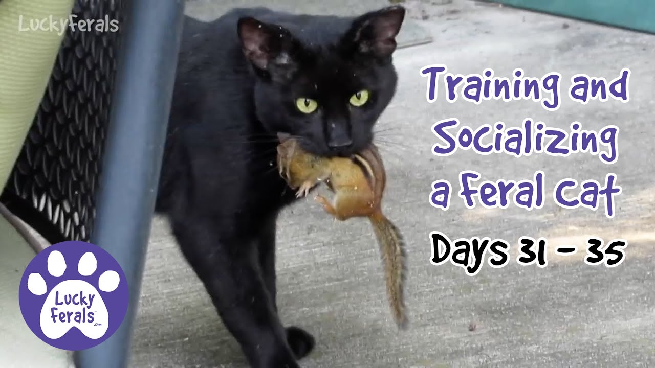 Training And Socializing A Feral Cat * Part 4 * Days 31 35 * Cat