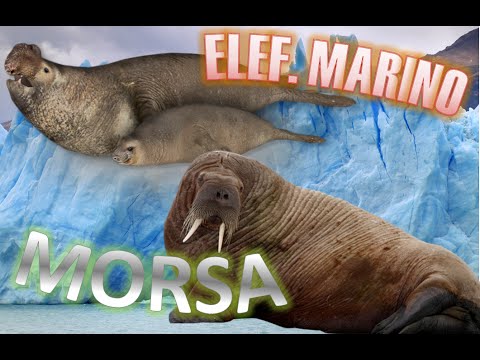 Vídeo: Diferencia Entre Morsa Y León Marino