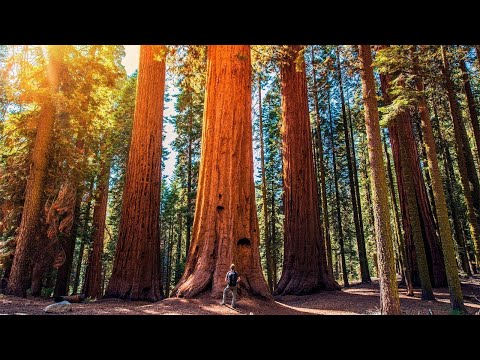 Video: Planlæg din Californien-ferie