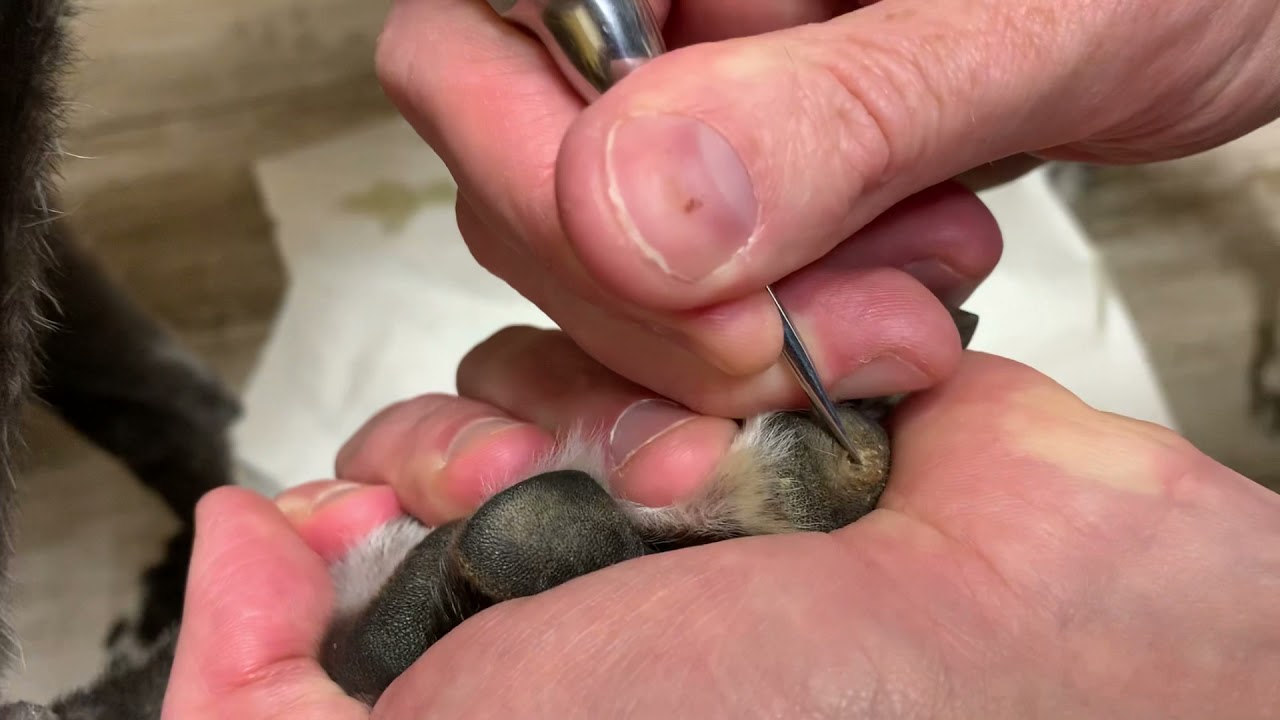 Hulling a corn in a Greyhound YouTube