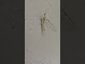 Giant Mayfly #insects #flyfishing #shorts #naturelovers #entomology