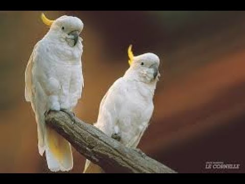 Video: Come Scegliere Un Pappagallo Corella