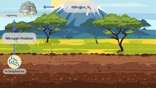 Nitrogen Cycle Video