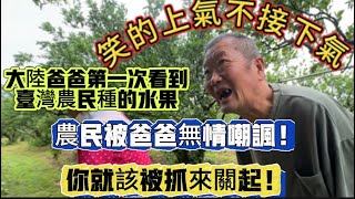 大陸爸爸第一次看到台灣農民種的水果笑的上氣不接下氣！還被無情嘲讽！你該被抓來關起！