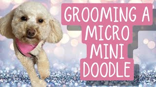 Grooming a Micro Mini Doodle by All Fur Dogs 122 views 2 years ago 20 minutes