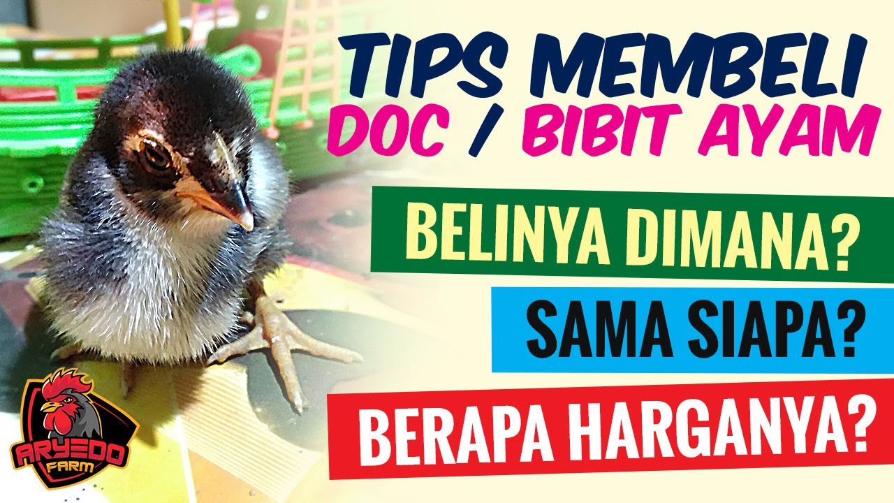 PEMULA WAJIB TAHU! Cara Beli DOC / Bibit Ayam Kampung, Ayam Petelur