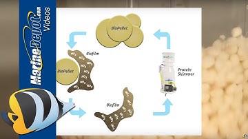 How to Lower Nitrate (and Phosphate) in a Reef Aquarium using BioPellets