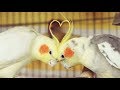 Cockatiels are the BEST | Happy Cockatiels | Cockatiel Funny Videos | Compilation |