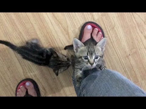 siamese kittens price Kittens Love Pumpkin & Fig Needs Attention - #46/47/48