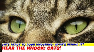Cats React to Door Knocking: What's Behind it?
