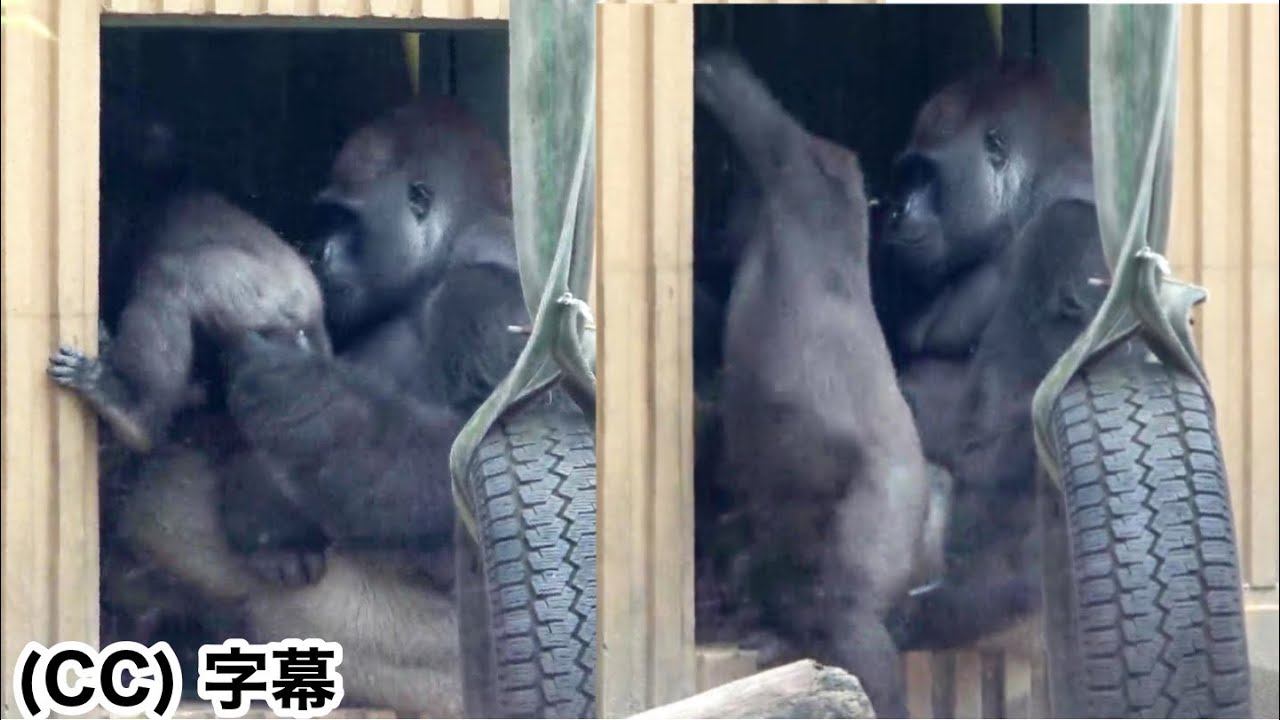 A doting father gorilla gently lifts his son. Momotaro's