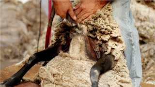 How to Harvesting Wool 🐑  - Remove Wool from Sheep & Wool Processing in Factory