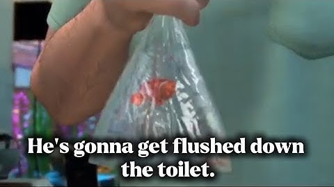 Finding Nemo: Escape From The Fish Tank Part2.