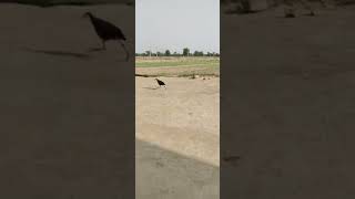 White Breasted Water Hen