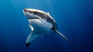 Unprovoked Shark Attacks Are on the Rise Worldwide