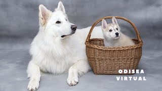 De Lobos a Perros: La Evolución de Nuestros Compañeros Caninos