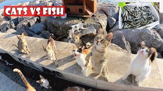 Passing through hundreds of cats with a bag full of fish in hand.