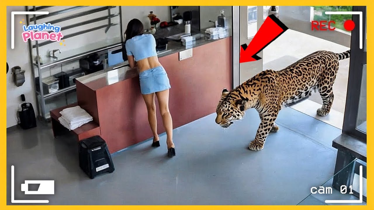 😱🐯You Won’t Believe Who Knocked on My Door…  - Unexpected Animal Guest🤣