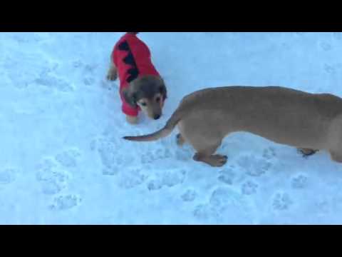 Puppy 1st snow - YouTube