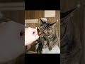 世界一優しい猫パンチ #shorts