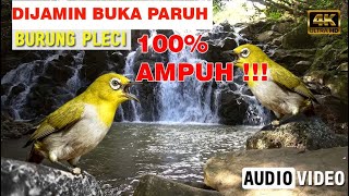 Masteran Pleci Nembak Full Isian KOMPLIT Berkelas Gacor !!!