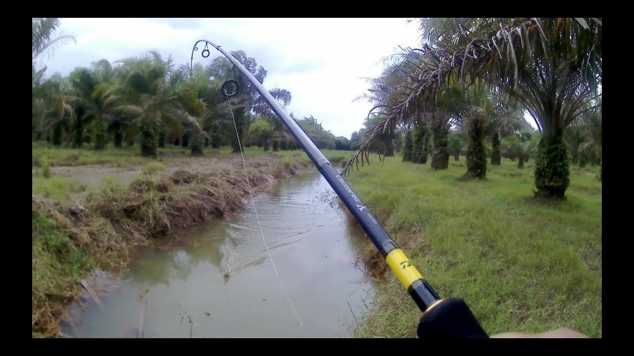Casting ikan Haruan or snakehead fishing Guna SOFTFROG SELAM cXc