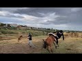 Обучение лошади
