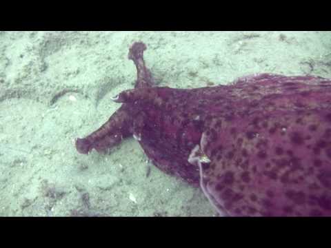 The California Sea Hare