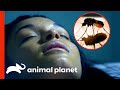 Malaria Parasites Possess Woman's Mind | Monsters Inside Me