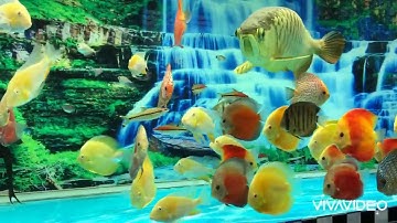 Cá đĩa  nuôi chung với cá rồng