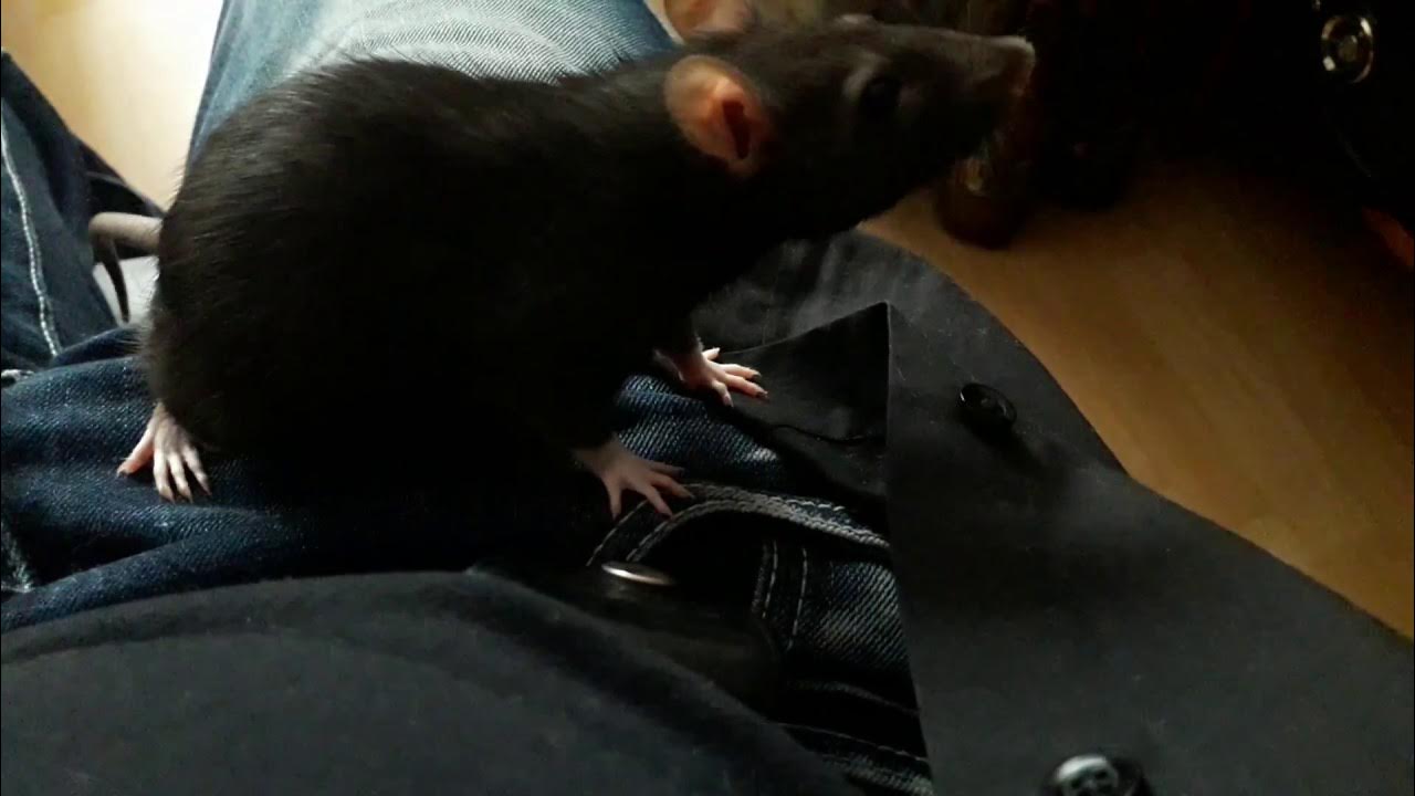 крыса напала на человека. крыса напала на человека. крыса напала на человека. крыса нападает на человека. кот нападает.