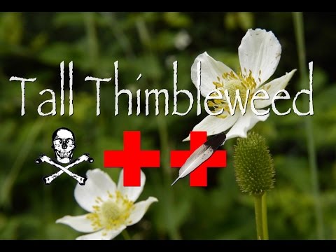 Video: What Is Thimbleweed - How To Grow Tall Thimbleweed In The Garden