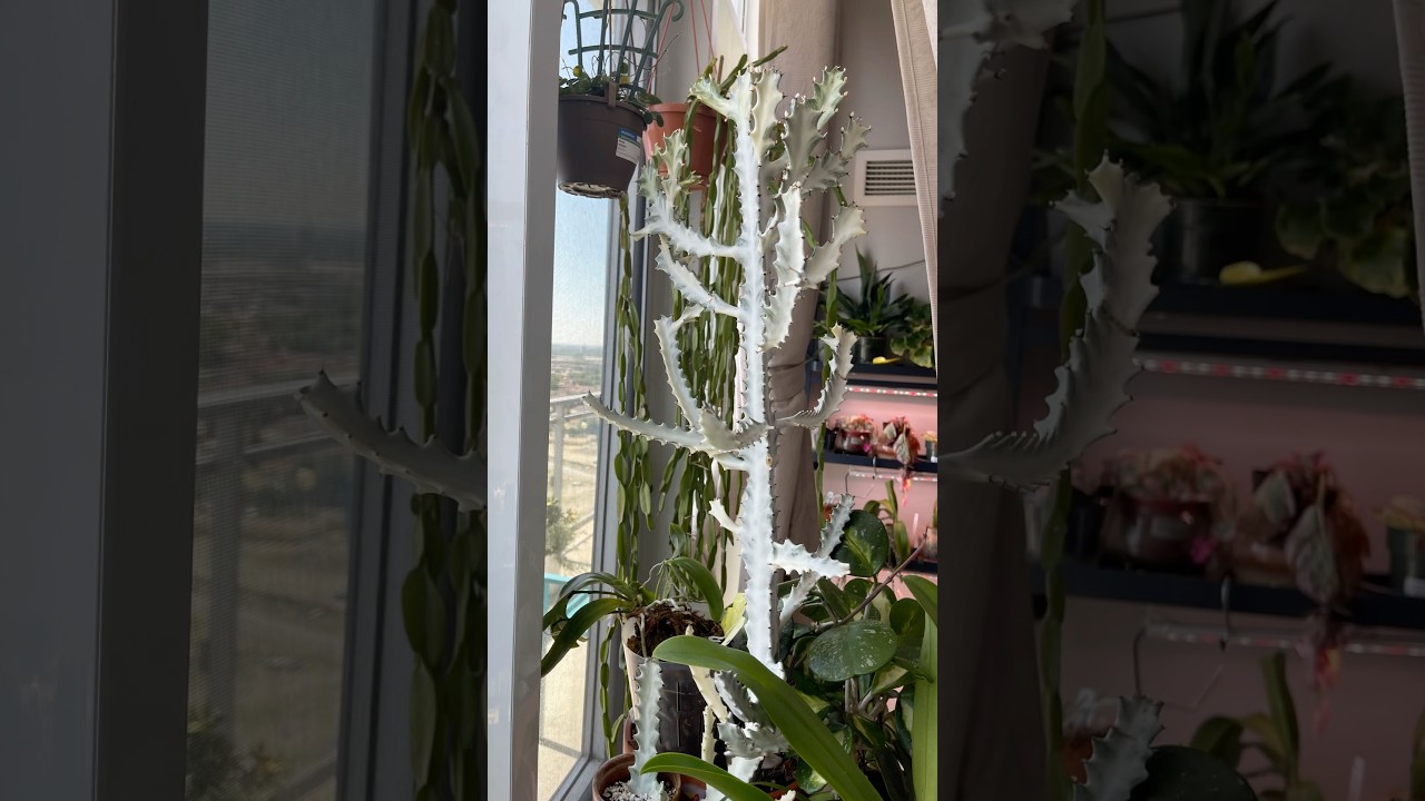 Living Sculpture: My Euphorbia White Ghost