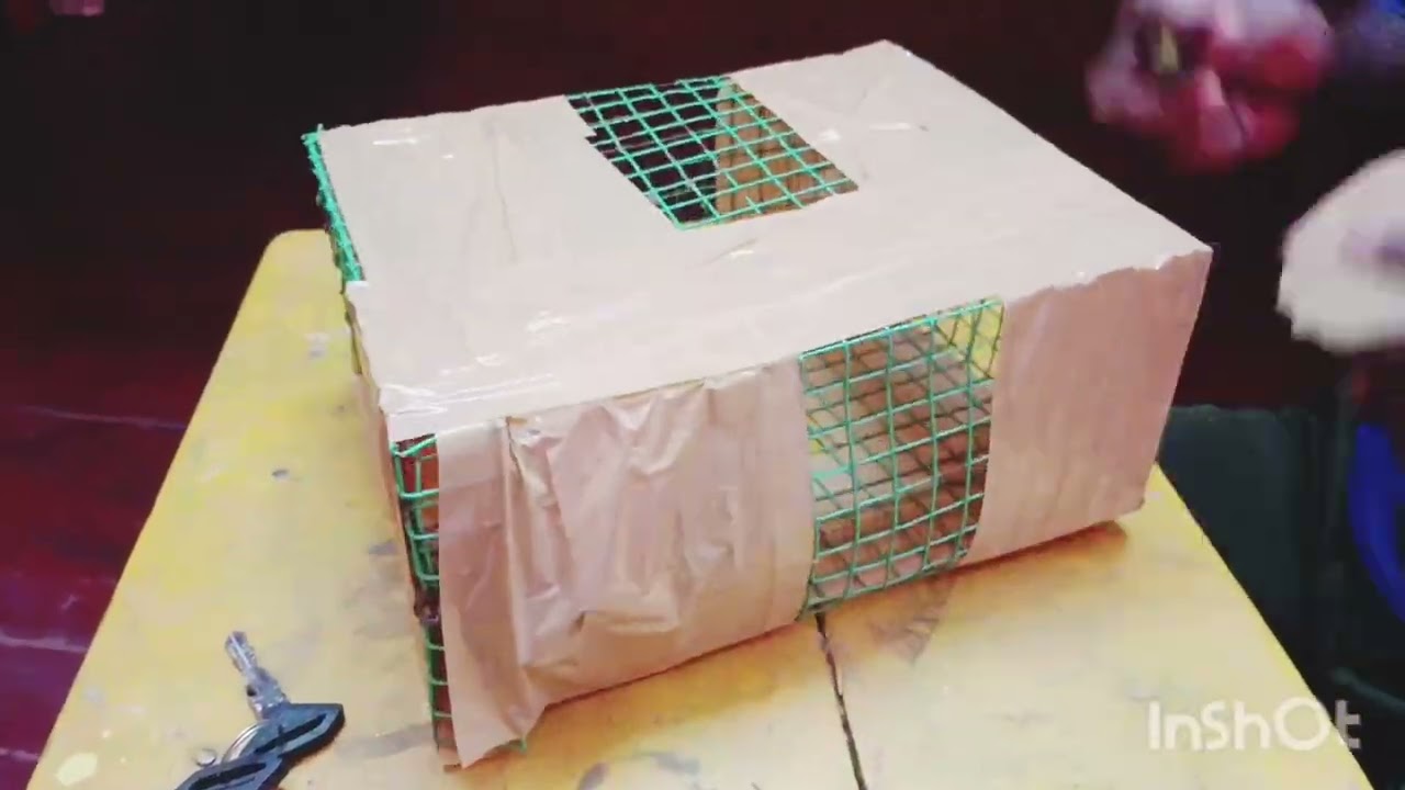 Sun conure Bird's 🕊️ chick's Sale's available interest person call 🤙 me 9600933938