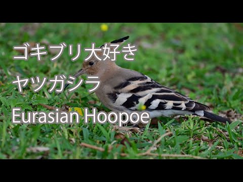 【ゴキブリ大好き】ヤツガシラ Eurasian Hoopoe