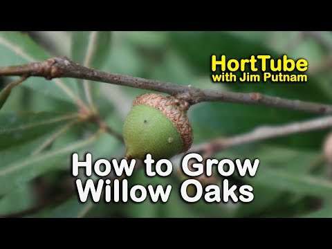 Video: Willow Oak-informatie: leer over het kweken van wilgeneiken