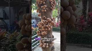Buah Kepel Bisa Membuat Keringat Wangi