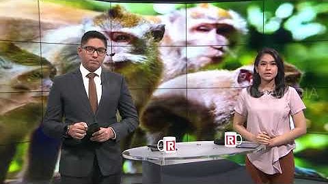 Heboh Monyet Liar Masuk Perpustakaan Sekolah | REDAKSI PAGI (08/10/20)
