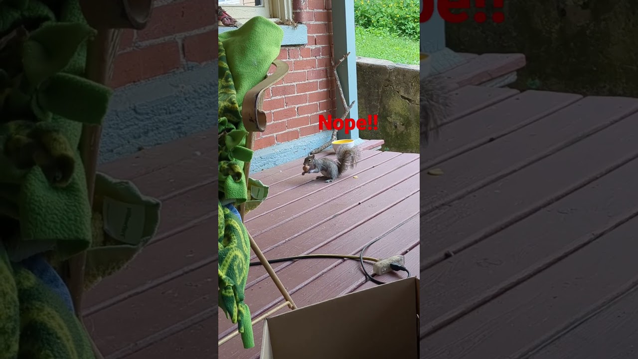 Trevor the lucky squirrel