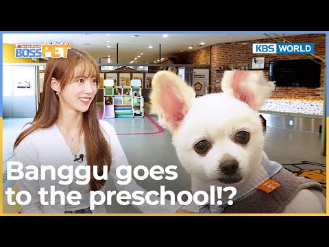 🐶Banggu goes to the preschool!? 🏫[Boss Pet : EP.6] | KBS WORLD TV 220916